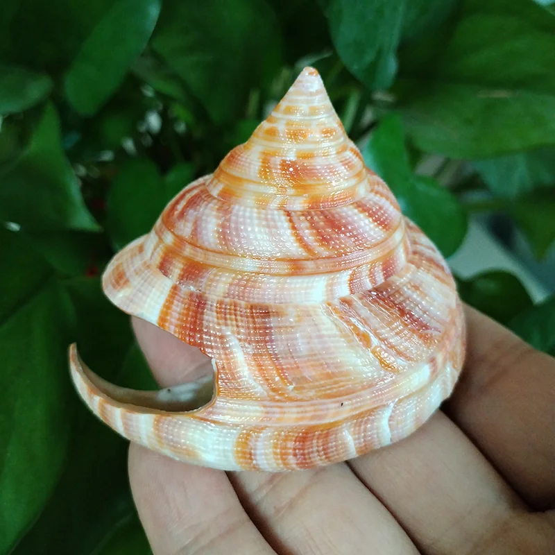 Decorative Cone Shell 5-10cm Emperor's Slit Shells Seashells DIY