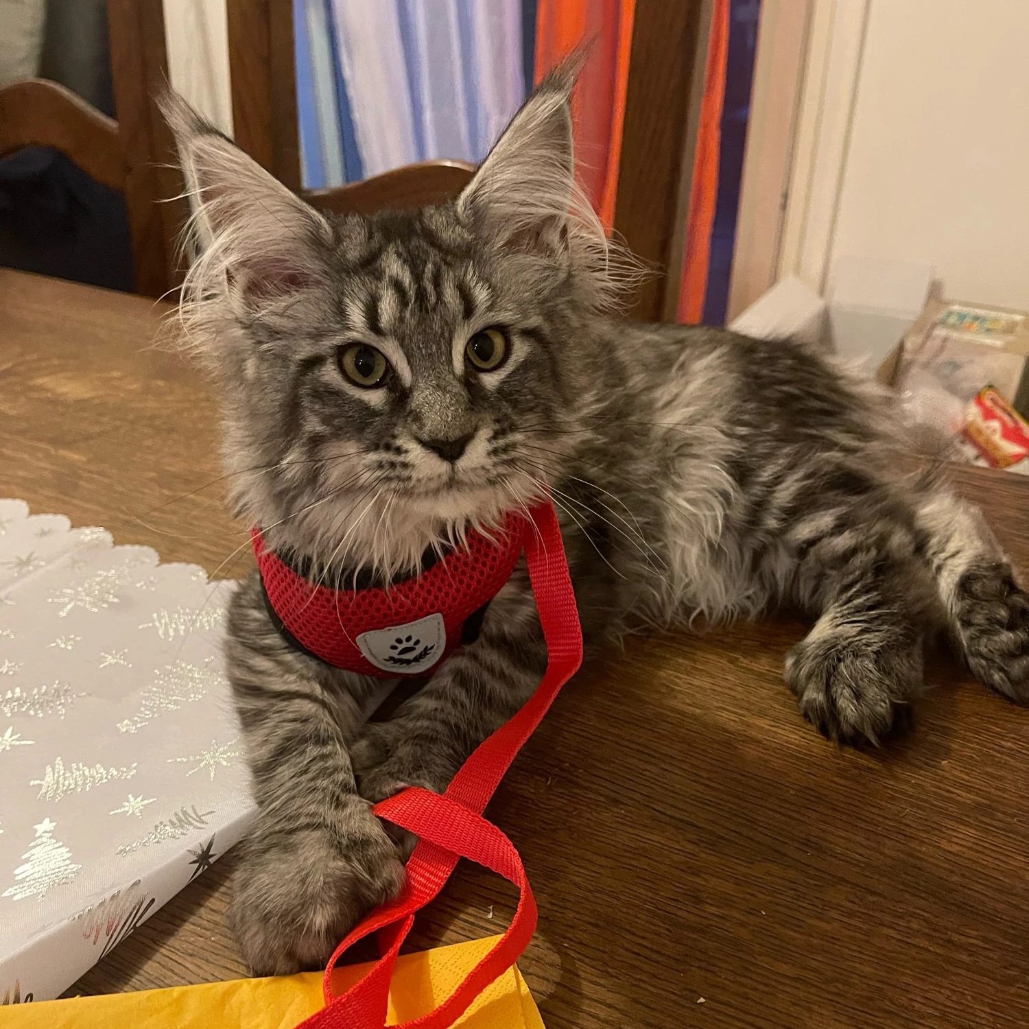 Cat Harness Adjustable Vest Walking Traction Rope Set for Dog Collar Breathable Mesh Harness for Small Medium Cat Dog Pet Lead 6