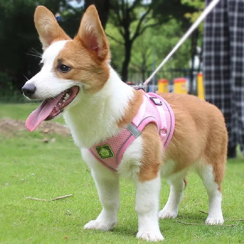 Reflective No-Pull Pet Harness and Leash Set with Breathable Mesh