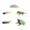 Frog Growth Cycle Realistic Cake Toppers Biology Model Teaching Tools Birthday Gifts Animal Life Growth Cycle Figure Educational 1