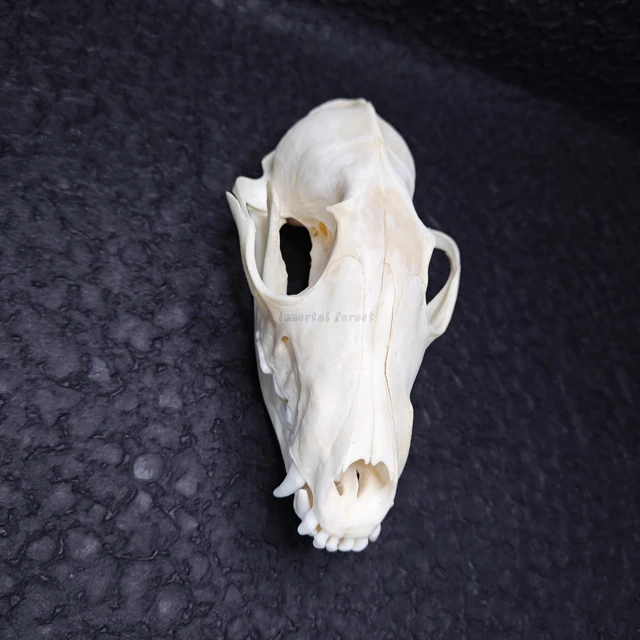 Taxidermy Real Animals Skull Decor - Animal Bones - Want It All
