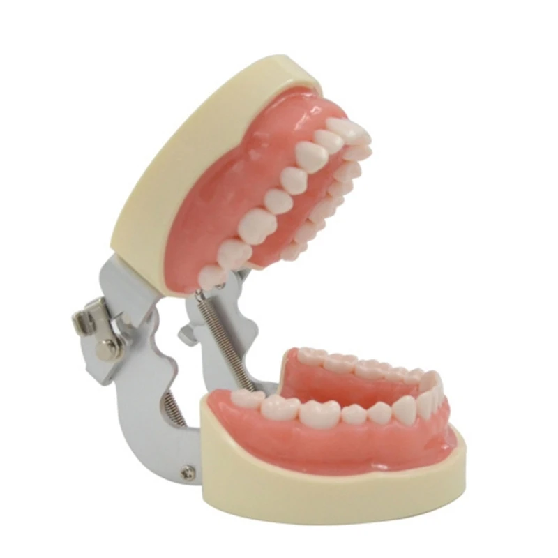 

Soft Gums Removable 32 Teeth Suitable for Dentistry Students Operation Practice