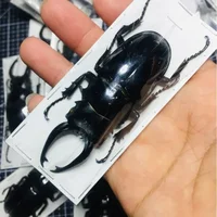 Specimens of Atlas Subspecies of Insects, Real Beetles, Stag Beetles, Giddyups and Butterflies Home Decor 1