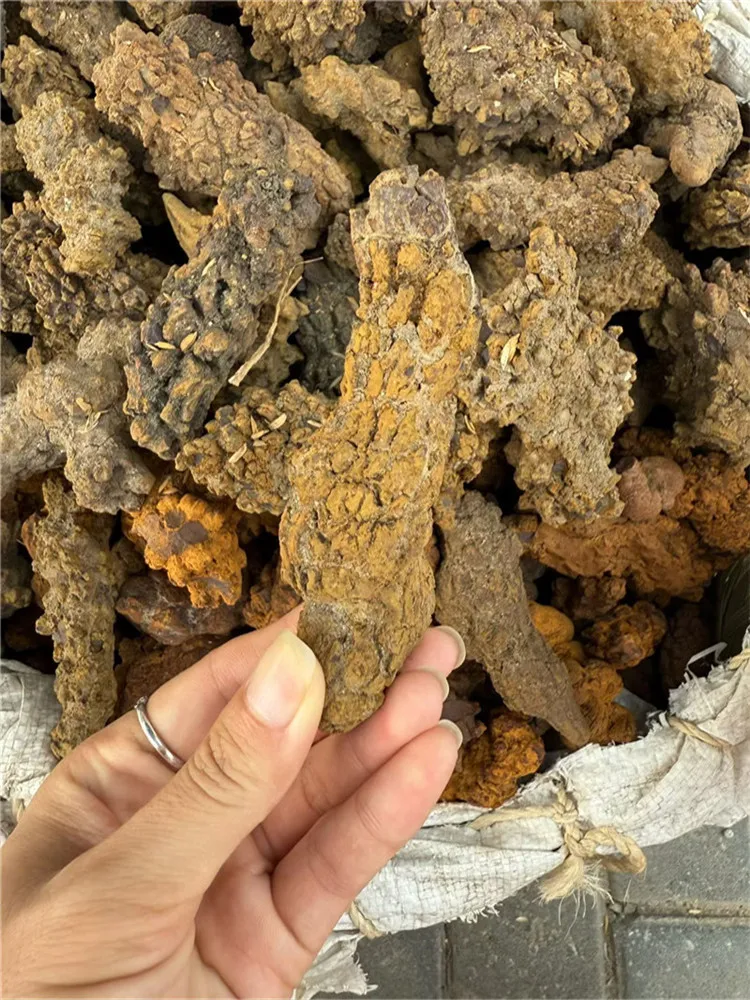 Premium 1000g Fossilized Dinosaur Coprolite Specimen from Madagascar
