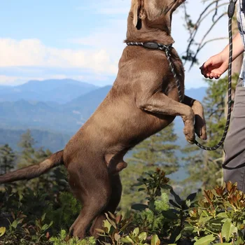 Dog Training Slip Leash, No Pull, Durable Reflective Lead, Puppy Heavy Duty Loop Rope, Comfortable Handle, 6 ft, 3/8 inch, diam 2