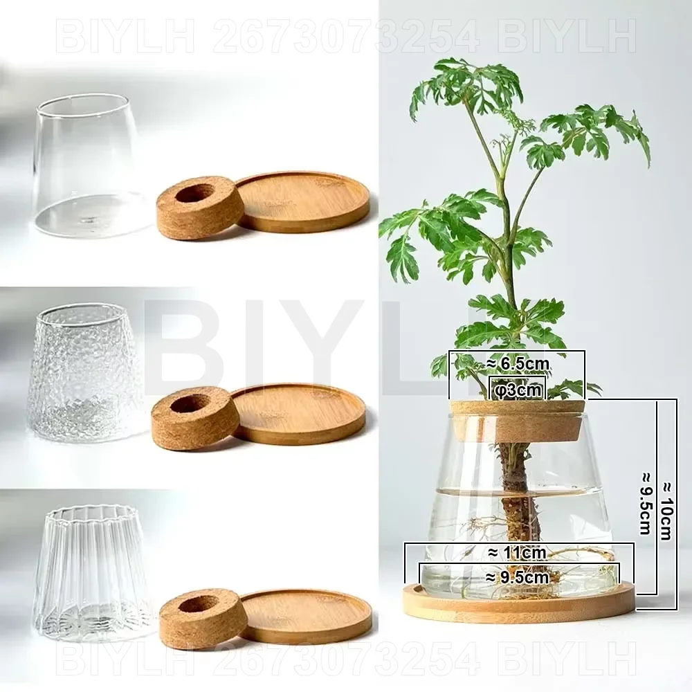 Hydroponic Glass Plant Vase 4