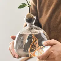 Avocado Tree Growing Kit Elegant Tree Growing Vase Stylish Glass Plant Pot Unique Glass Vases Clear Versatile Design For Indoor 1