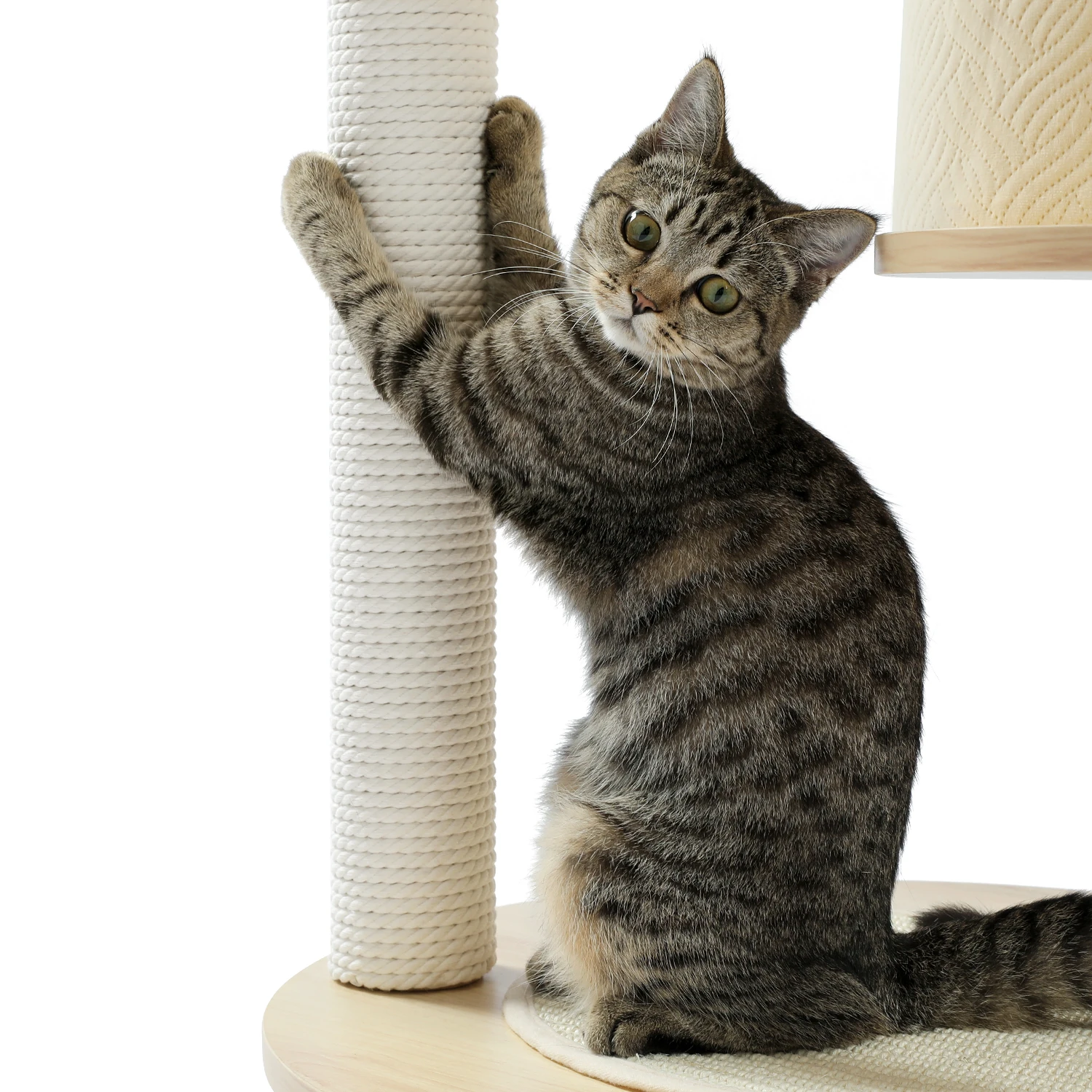 S437b29371a8d4ba08da562d0d254a716r