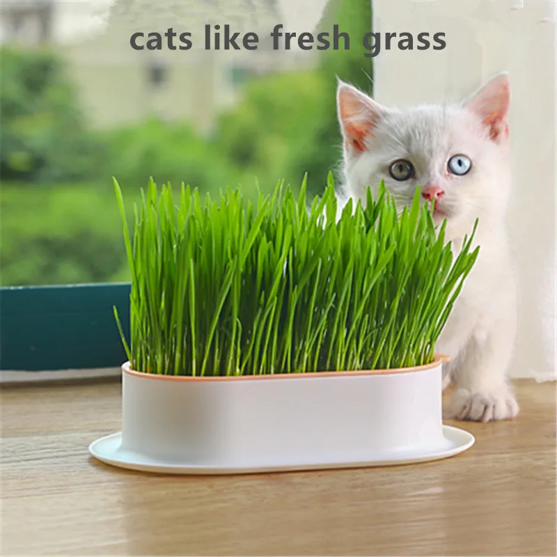 Hydroponic Plant Kits 1pc Cat Grass Hydroponic Box: Creative Pots for Super Beautiful Indoor/Outdoor Home Decor Garden Patio Hydroponics Growing Kit Hydroponic Garden Kit Sprout Growing Kit Hydroponic Plant Pots