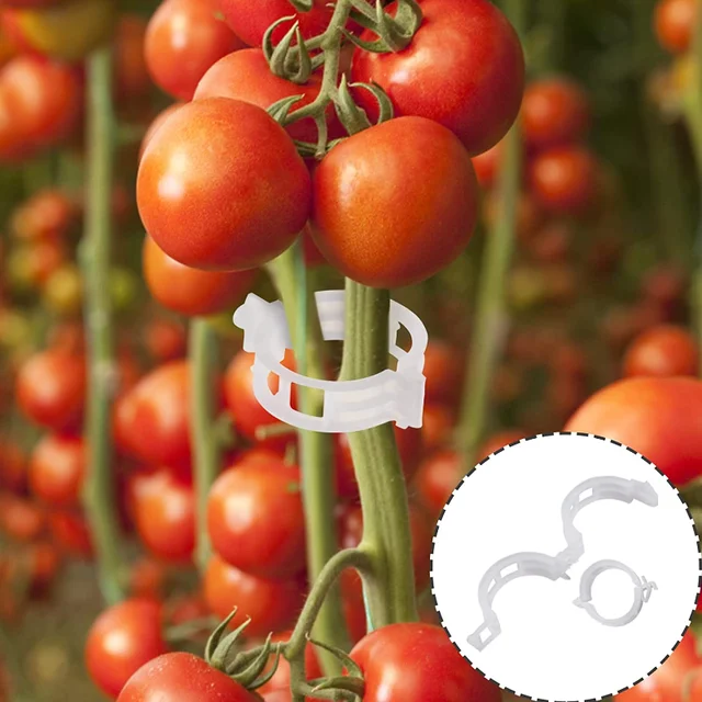 200/50 Darabos Műanyag Növényi Klipek Támogatók Összekapcsolják Az Újrahasznosítható Védelem Oltó Rögzítő Szerszám Kertészeti Készleteket A Zöldség Paradicsomhoz - Image 2