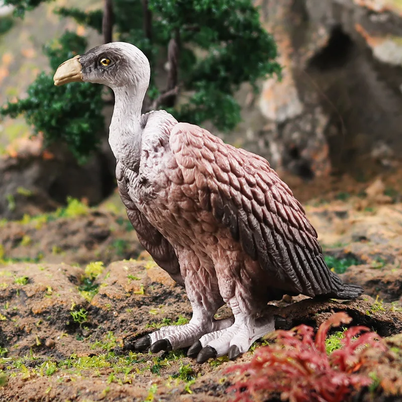 Wild Animal Bird Paradise Crow Macaw Sea Gull Pelican Peacock Owl - Main Image
