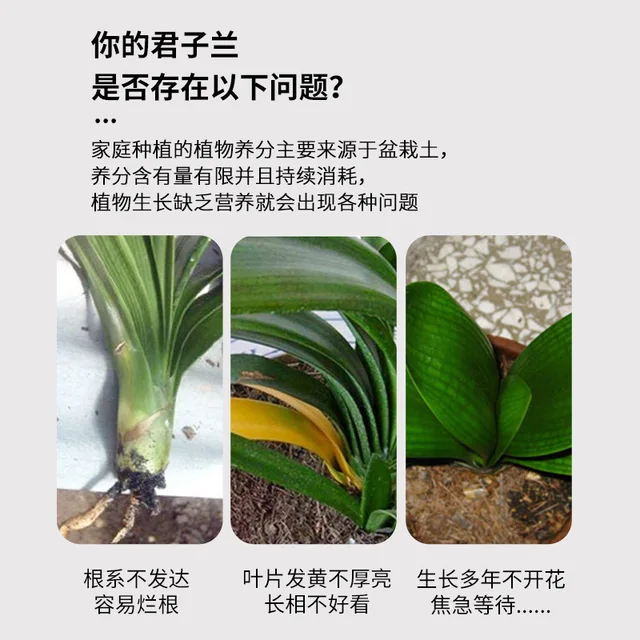 Különleges Műtrágya A Clivia Miniata, Beltéri Növény, Sárga Levél, Virágzás, Anti Gyökér, Orchidea Számára - Image 5