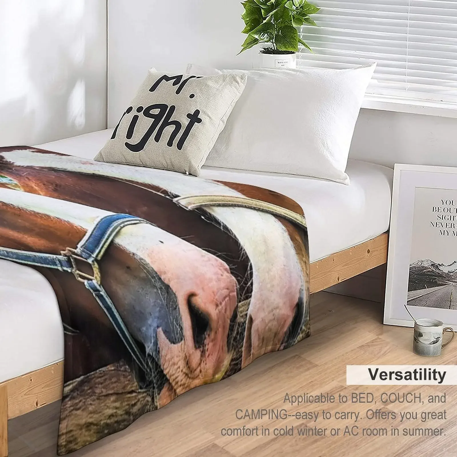 Clydesdales ���� ���ο� ���, ���Ÿ� ���� ħ��, �ö��� ���� ���