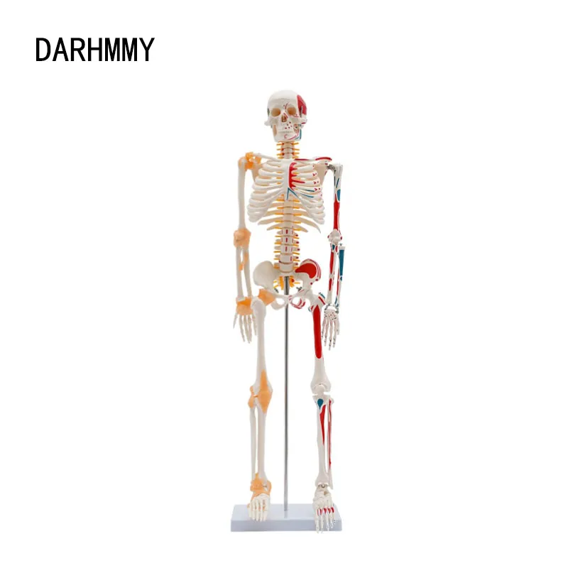 DARHMMY Human Skeleton Model 1/2 Life Size 85cm Half Muscle and Half Ligament Drawing Medical Science Anatomy