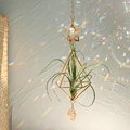 Air plant MS190