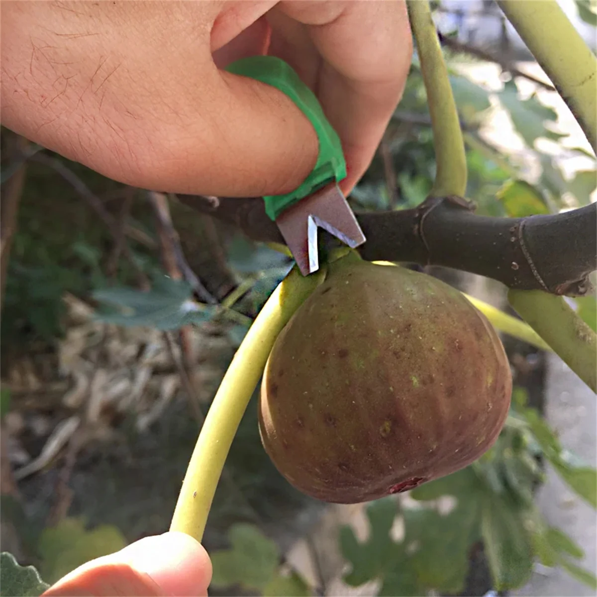 Ring-shaped Harvesting Knife Fruit Vegetable Picking Cutter Garden Orchard Tomato Orange Grape Picking Tools Wearing On Fingers