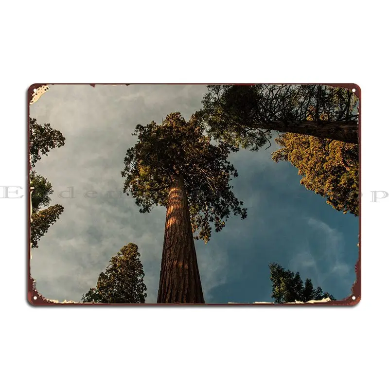 Immagine Di Una Sequoia Gigante A Mariposa, Yosemite Nation. .. Metal Sign Poster Pub Wall Decor Design Personalizzato Classic