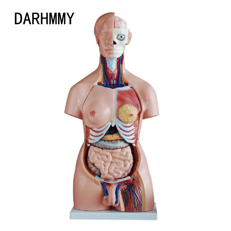 

DARHMMY Human Torso Body Model 85CM Unisex Torso 40 Parts Anatomy Anatomical Medical Model Internal Organs For Teaching