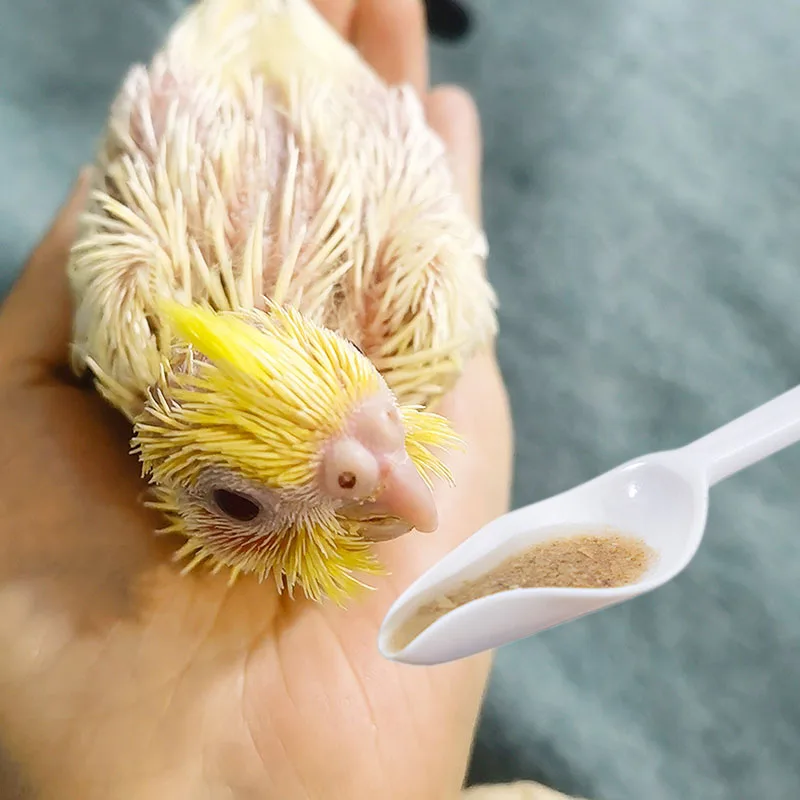 2/5pcs Bird Feeding Spoon Parrot Water Milk Medicine Food Spoons Plastic Heat Resistant Spoon Small Animals Pets Feeding Tools