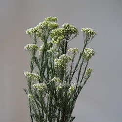 Elegant Preserved Rice Flower for Home and Office Decor - Ideal for DIY Crafts and Handmade Candle Projects (Green and white)