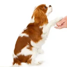 handshake