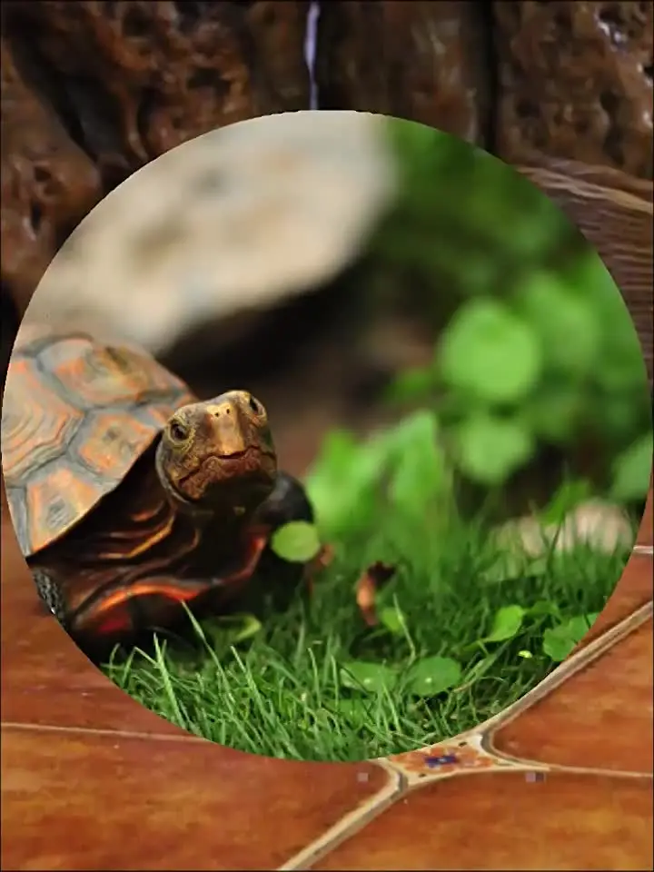 Hungdao - 48 juguetes de tortuga y plantas artificiales incluyen 24 juguetes de tortuga de plástico y 24 hierbas acuáticas de plástico para decoración de fiesta de cumpleaños, regalos de juguete