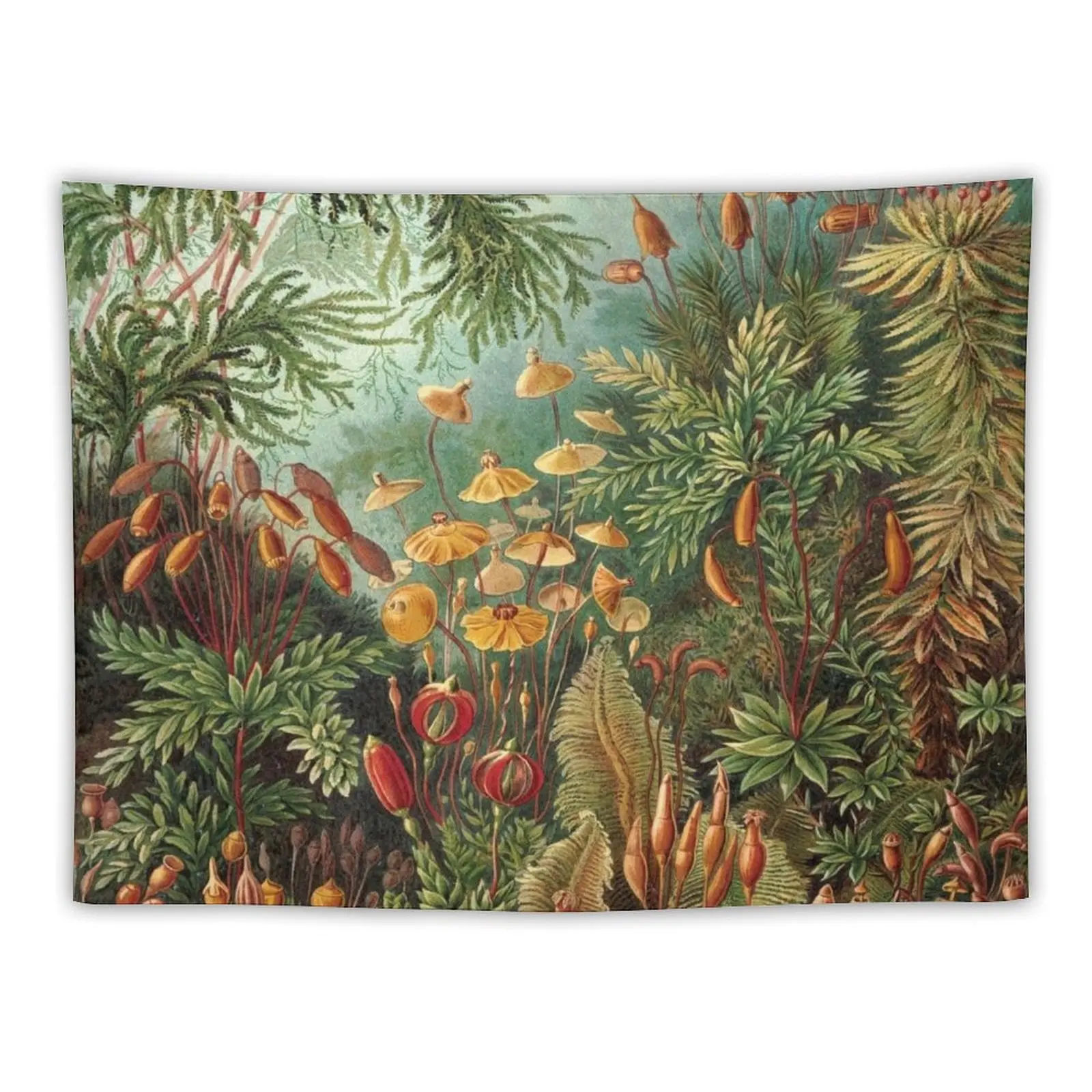 

Haeckel Muscinae Drawing Tapestry Cute Decor Room Decoration Korean Style Bathroom Decor Tapestry