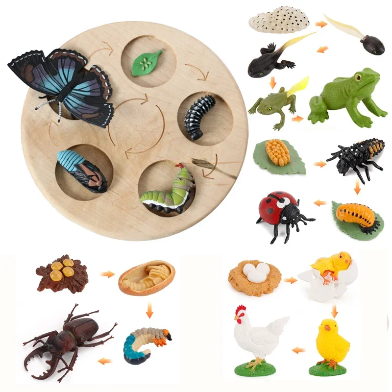 Animal Life Cycle Board Children Toys Montessori Teaching Aids Plant Animal Growth Cycle Model Set preschool cognitive Toys 3