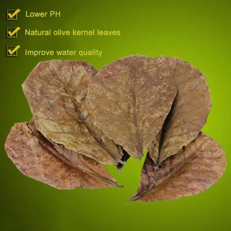 Aquarium leaves Natural Terminalia Catappa Foetida Leaves Island Almond Leaf Fish Cleaning Treatment Aquarium Tank