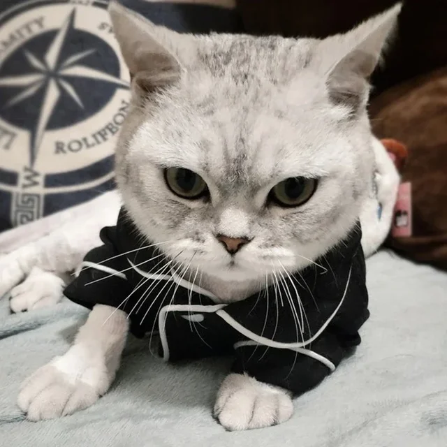 Christmas Pet Cat Costume Clothes for Cats Winter Kedi Katten Sphynx Sweatshirt Hoodie Suit Mascotas Clothing Ropa Para Gato 4