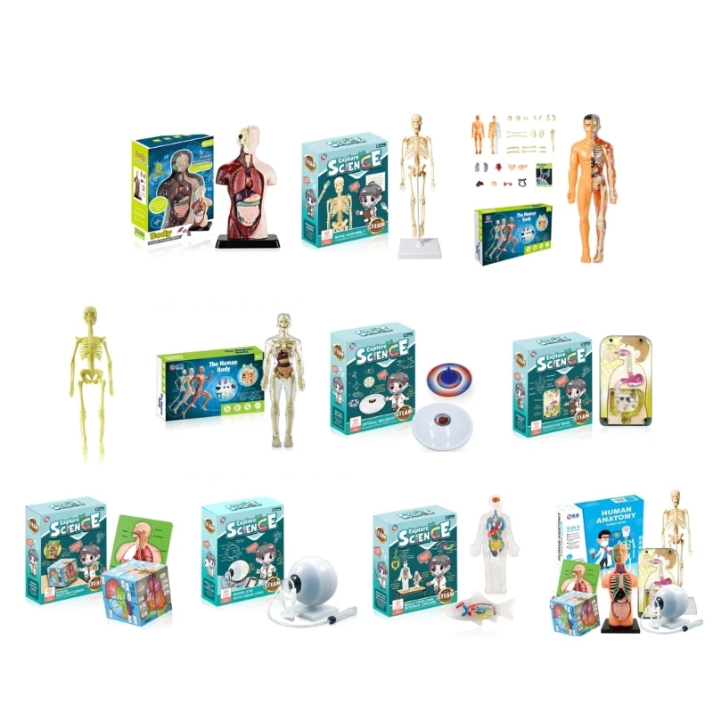 Menschlicher K rper Anatomie Modell Abnehmbare Torso Organe Skelett 