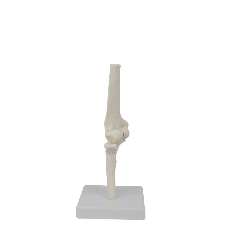 Human Elbow Joint Anatomy Model Medical Science Teaching Resources