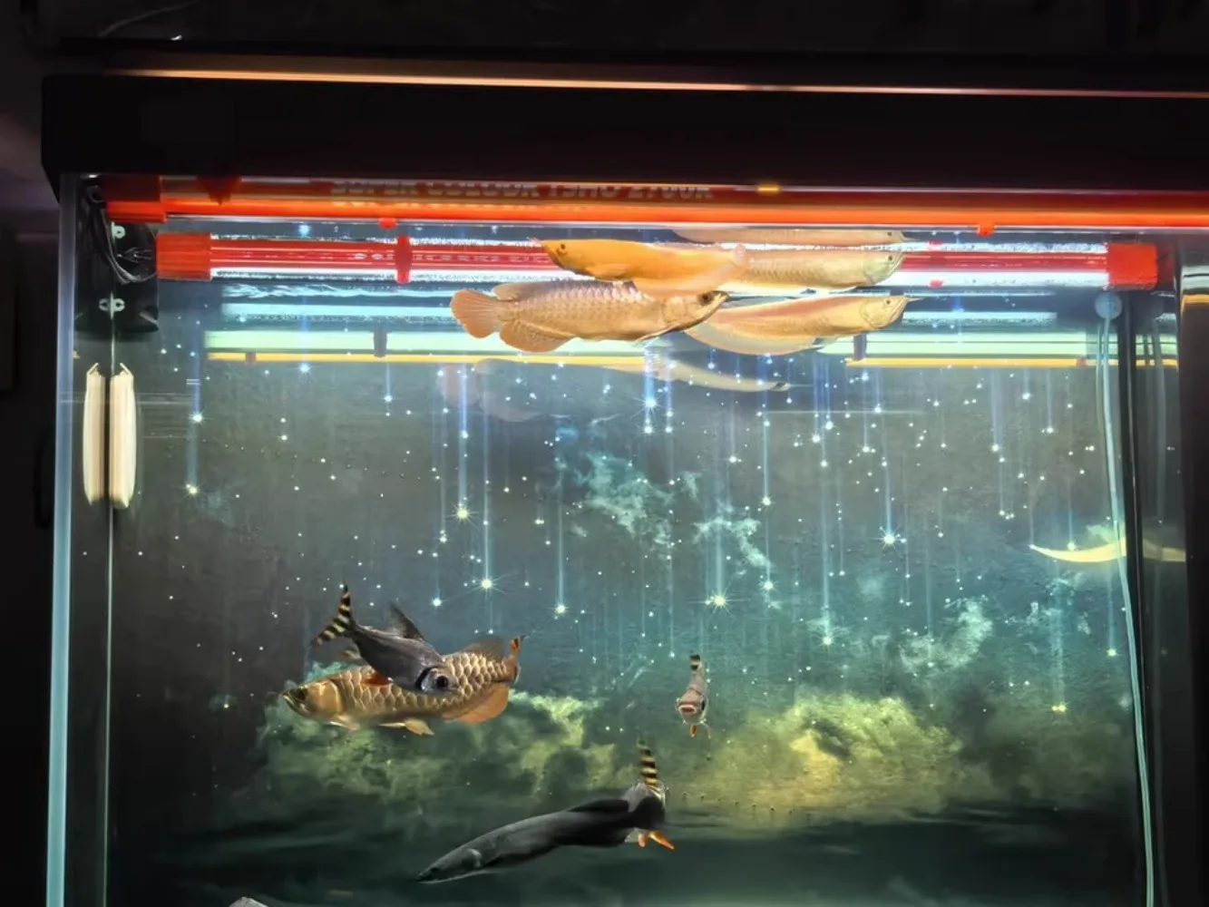 Led Lighting for Ornamental Tropical Fish: Enhance Vibrancy Instantly