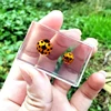 29 New Hot Selling Real Insect Resin Specimen Stag Beetle Locust Crab Scarab Bee Spider Teaching Collection Children's Cognition 6