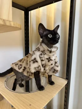 Winter Hoodie Designer Suit 2