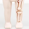 3D Montessori Puzzle Mannequin Human Anatomy Model Children's Learning Organs Toys Educational Body Learning Tools 5