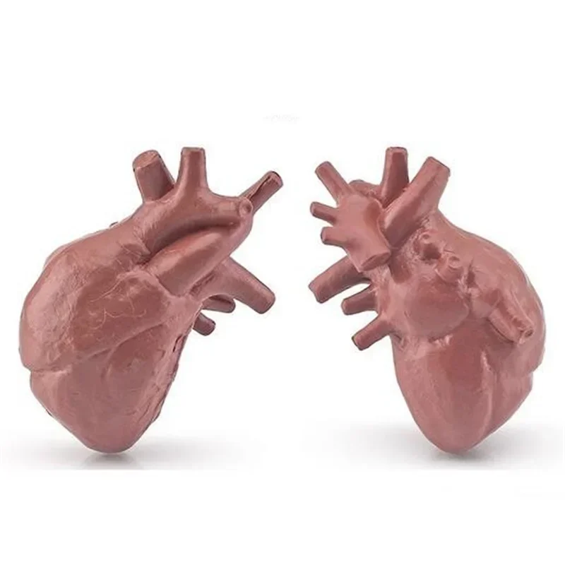 Body Organ Miniature Anatomy Organs Model Education Montessori Toy Kiddie Boy Girl Collection Figurines 8PCS 5