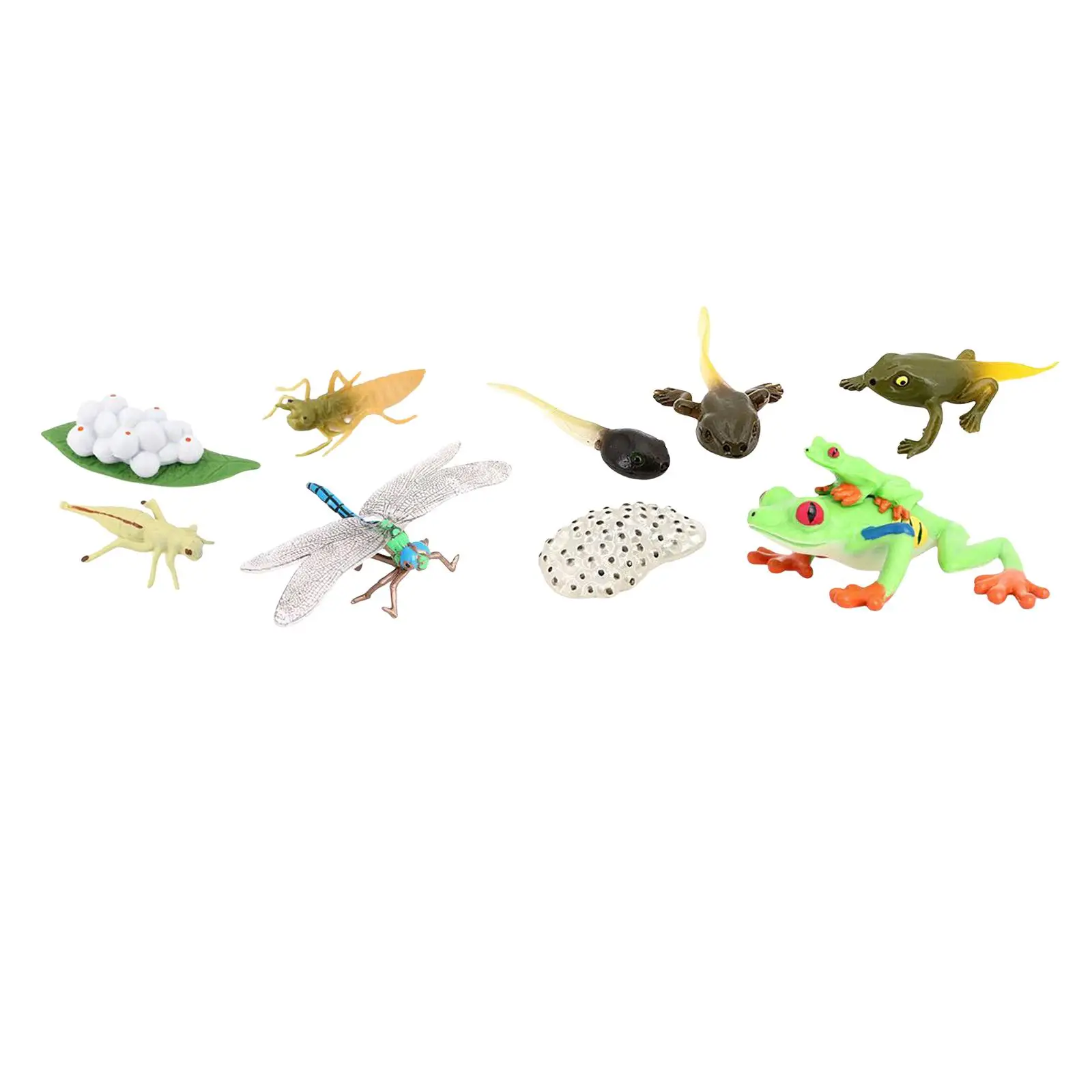 

Life Cycle Figurines Red Eyed Tree Frog Figures Dragonfly Figures Animal Figurines Toys for Children