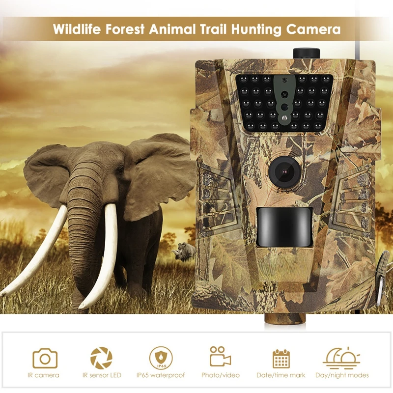 Wildlife Photography Best Game Trail Camera Bird Photography Best