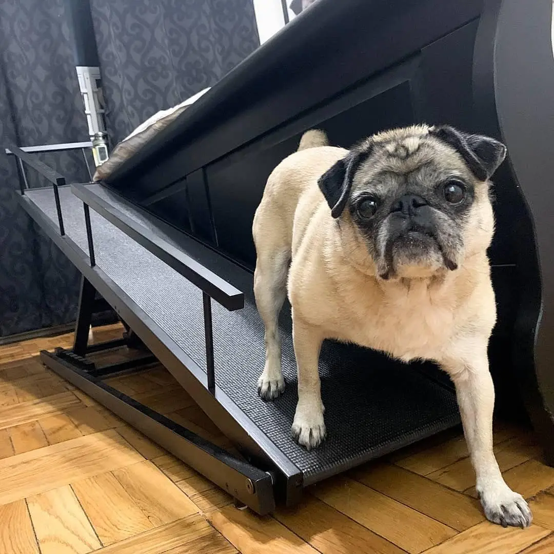 Dog Ramp for Beds-Solid Hardwood with 5 Finish Options-Adjustable up to 37" High Beds with Low Incline, Safety Rails & Anti-