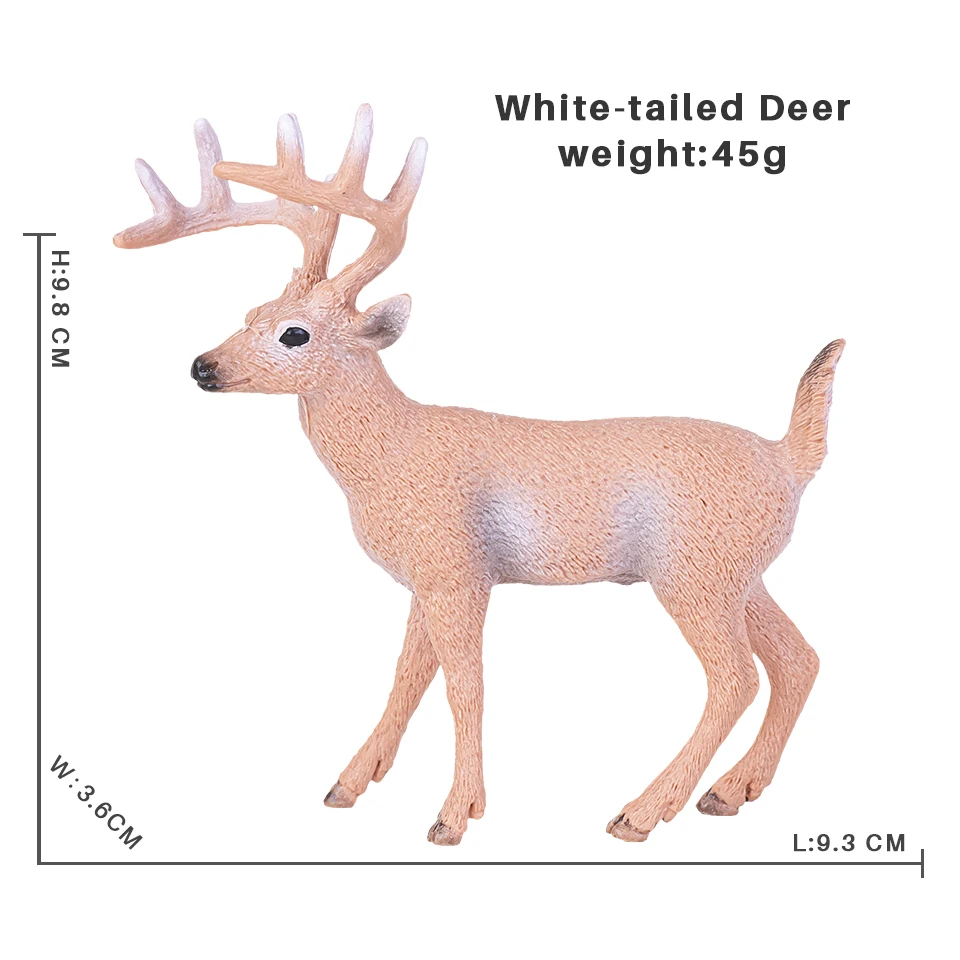 White-tailed Deer