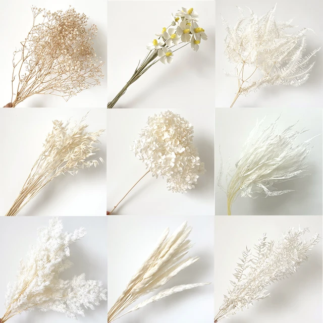 Dried Flowers Still Life White Flora 96