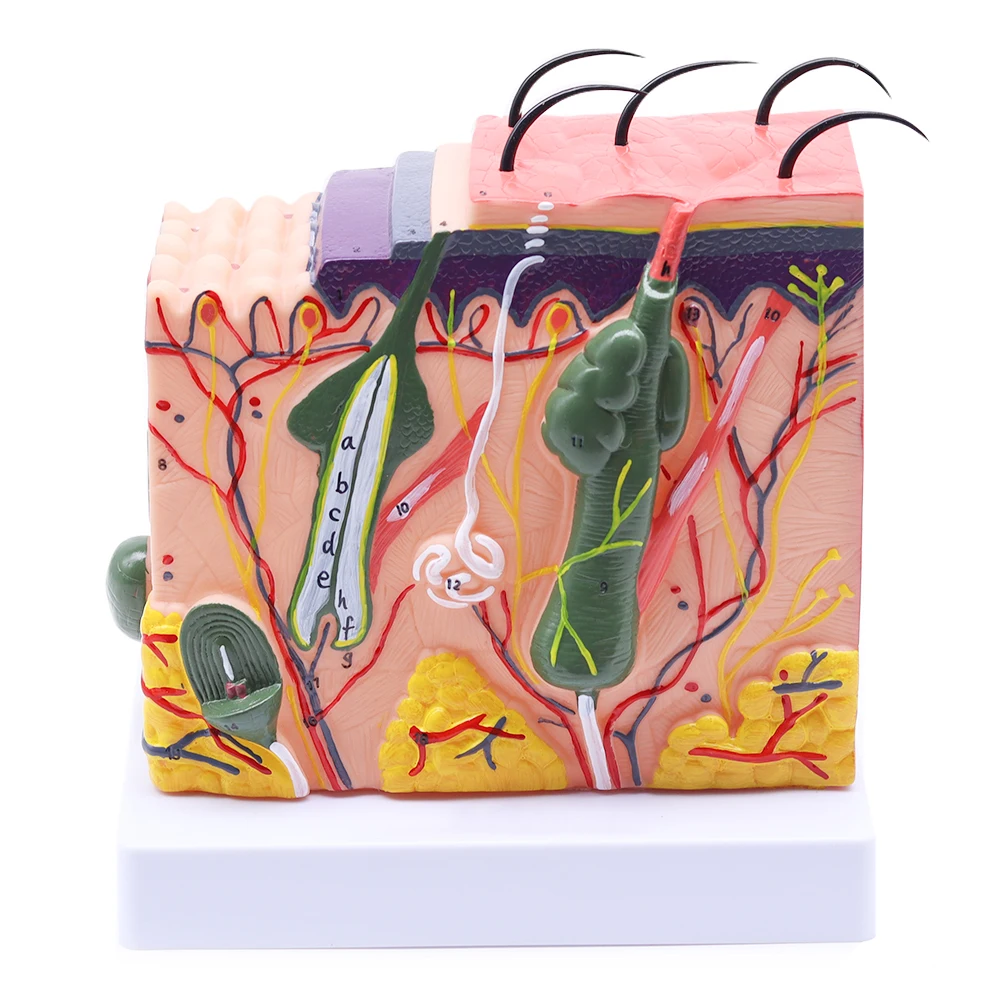 Nsan anatomik cilt subkutan doku diseksiyon modeli okul modeli anatomi Nsan anatomik cilt subkutan doku diseksiyon modeli okul modeli anatomi