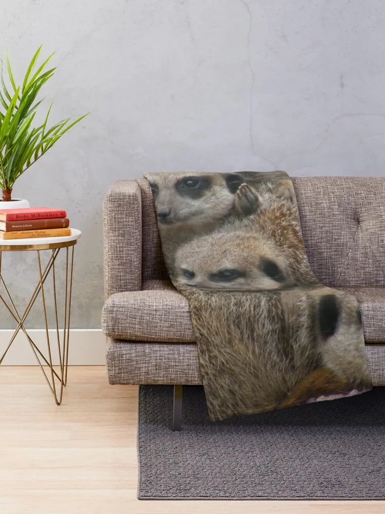 Meerkat   , ܿ   ε巯   , ʴ 