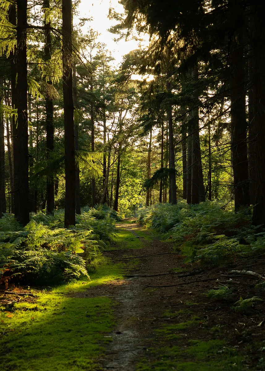 Sunlit Forest Canvas Wall Art - Green Tree Landscape Home Décor Print