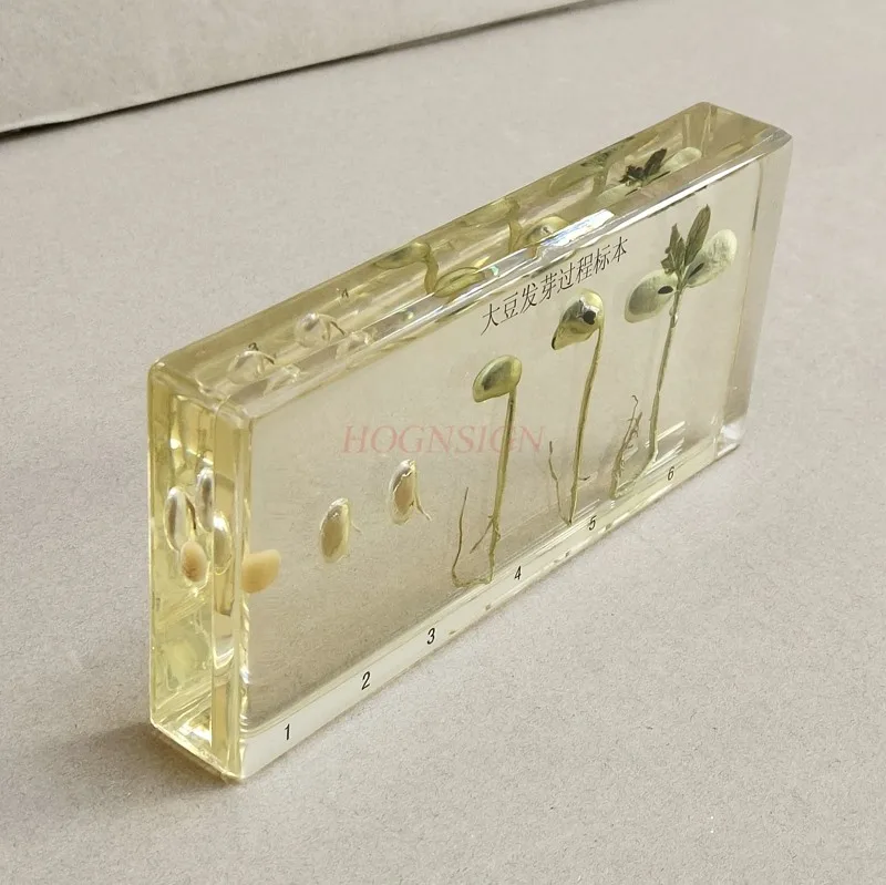 Kindergarten teaching cognitive plant seed specimen soybean germination growth resin real artificial amber 5
