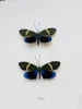 Philosamia Cynthia Walker Et Felder Real Moth Butterfly Wings Not Unfolded Specimen Home Decoration Biological Teaching Research 1