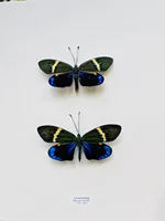 Philosamia Cynthia Walker Et Felder Real Moth Butterfly Wings Not Unfolded Specimen Home Decoration Biological Teaching Research 1