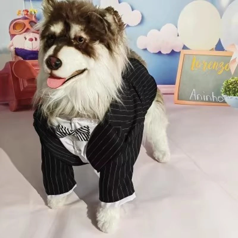 대형견 웨딩 수트 턱시도 코기 보더콜리 사모예드 허스키 래브라도 골든 리트리버 알래스칸 말라뮤트 대형견 의류