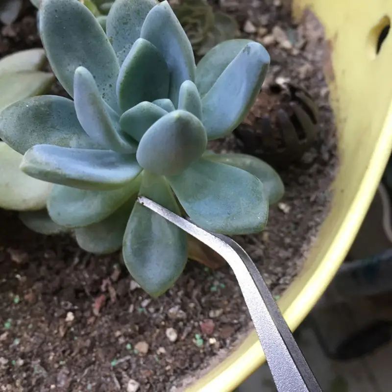 Mini Gardening Rake Stainless Steel Spatula Rake 3 Tines Fan Lawn Leaf Small Hand Rake for Sweep Leaves Cleaning Debris 6